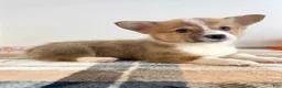 Welsh Corgi Pembroke dogs for sale: CKC Rio - Ad 1