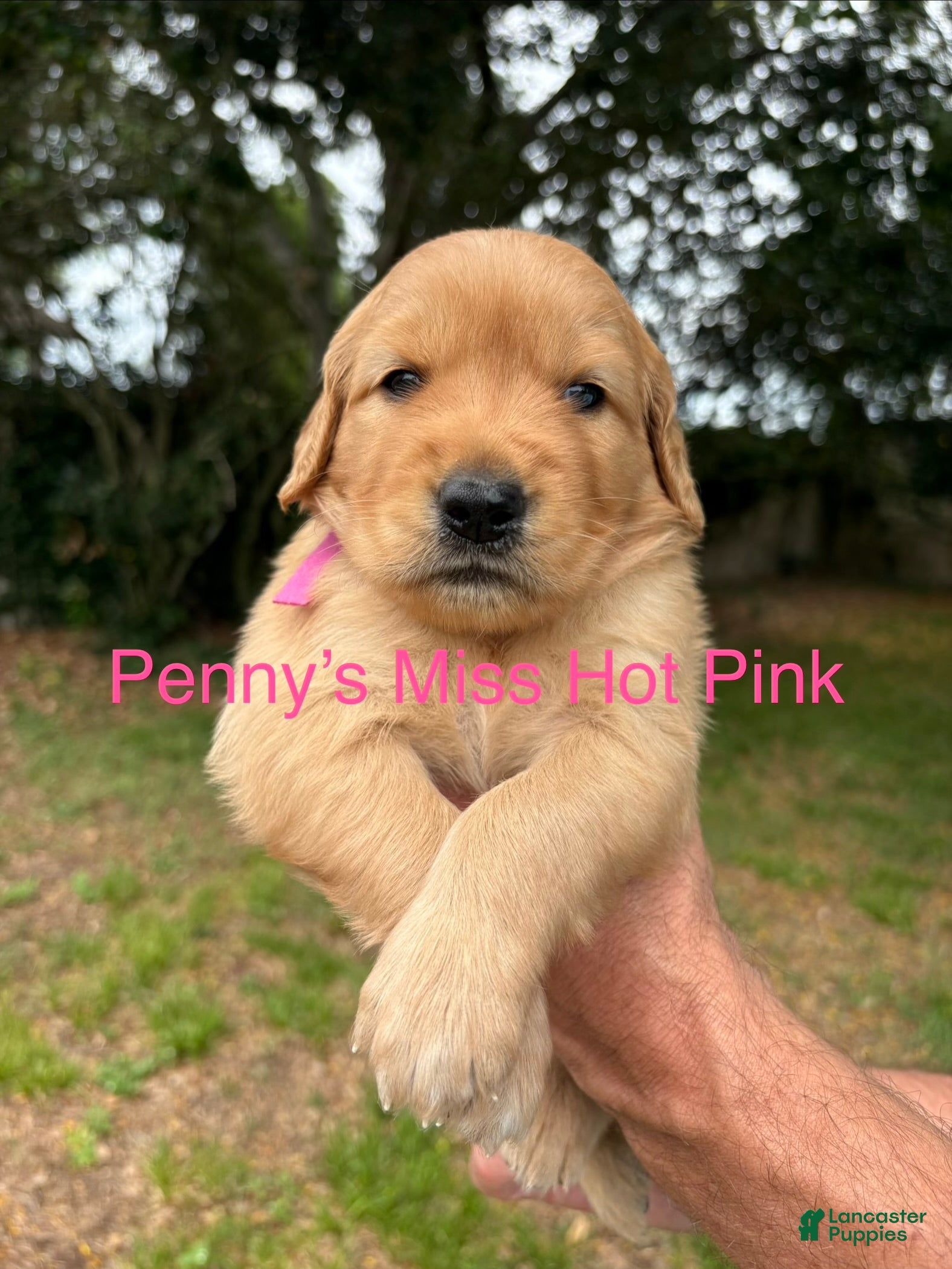 Golden Retriever dogs Penny’s Ms Hot Pink - Ad 22