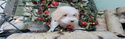 Maltipoo dogs for sale: April - Ad 13