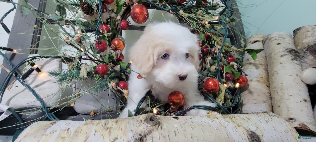 Maltipoo dogs for sale: April - Ad 13