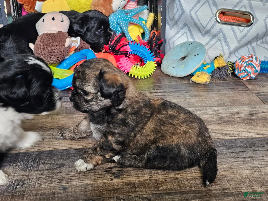 Teddy Bear dogs for sale: Ava - Ad 1