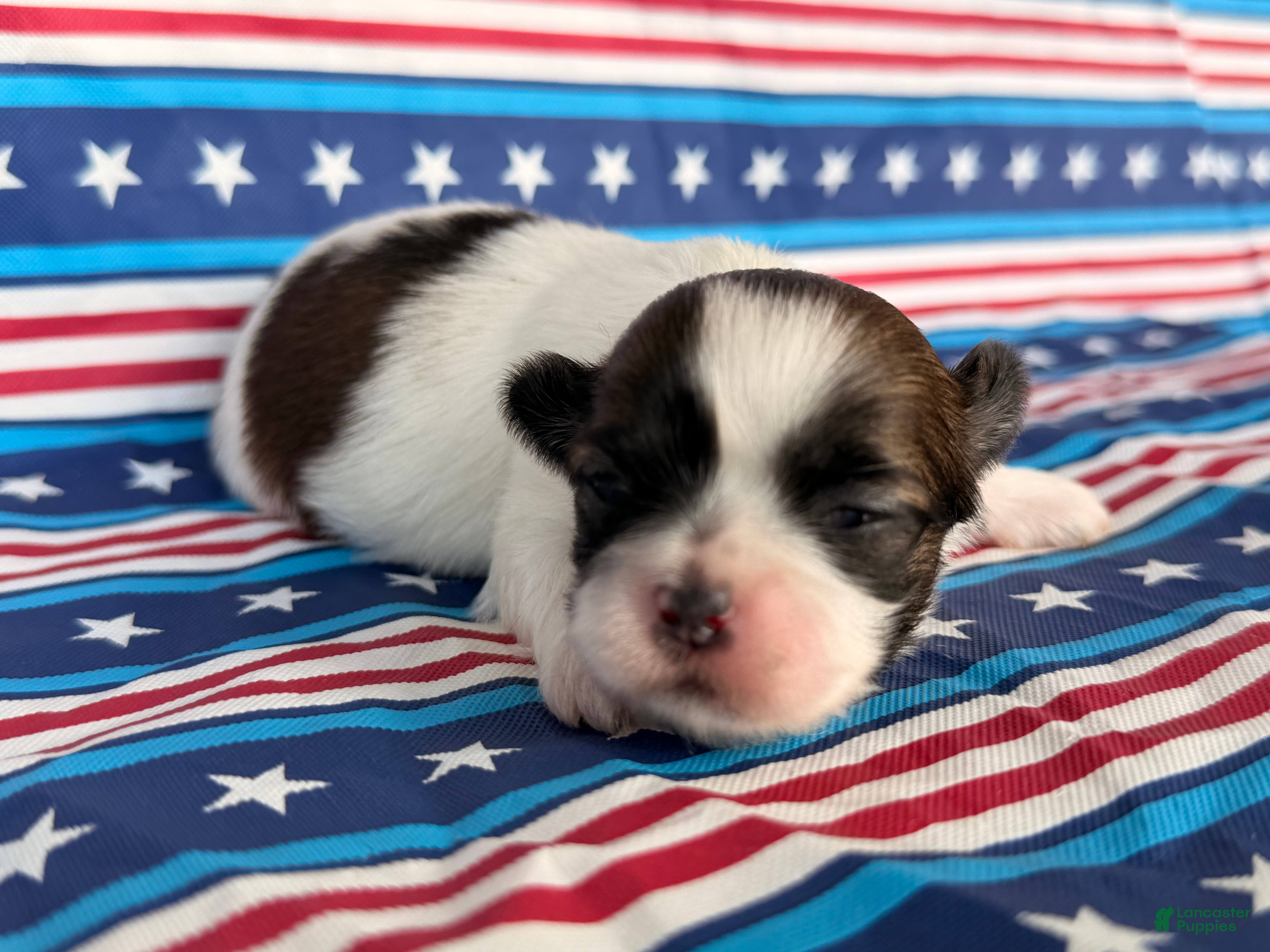 Shih Tzu dogs Queenie Shih Tzu  - Ad 2