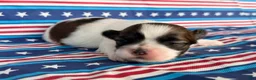 Shih Tzu dogs for sale: Queenie Shih Tzu  - Ad 2