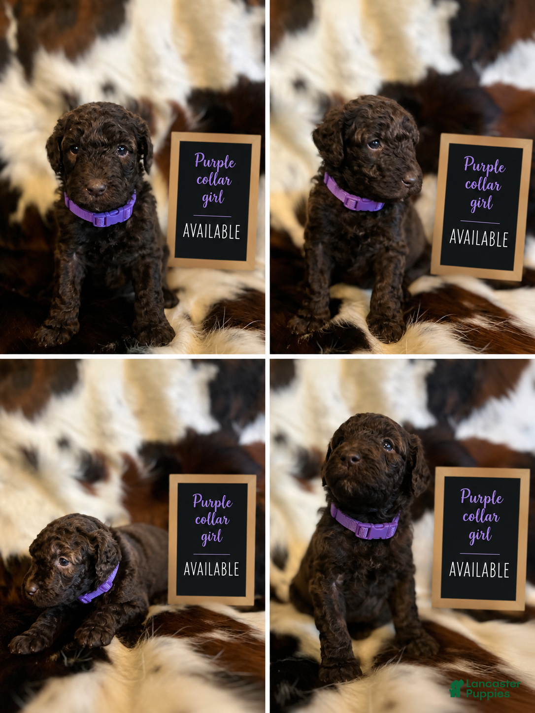 Labradoodle dogs for sale: Labradoodle Purple Collar Girl  - Ad 1