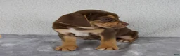 Beabull dogs for sale: Rocky - Ad 4