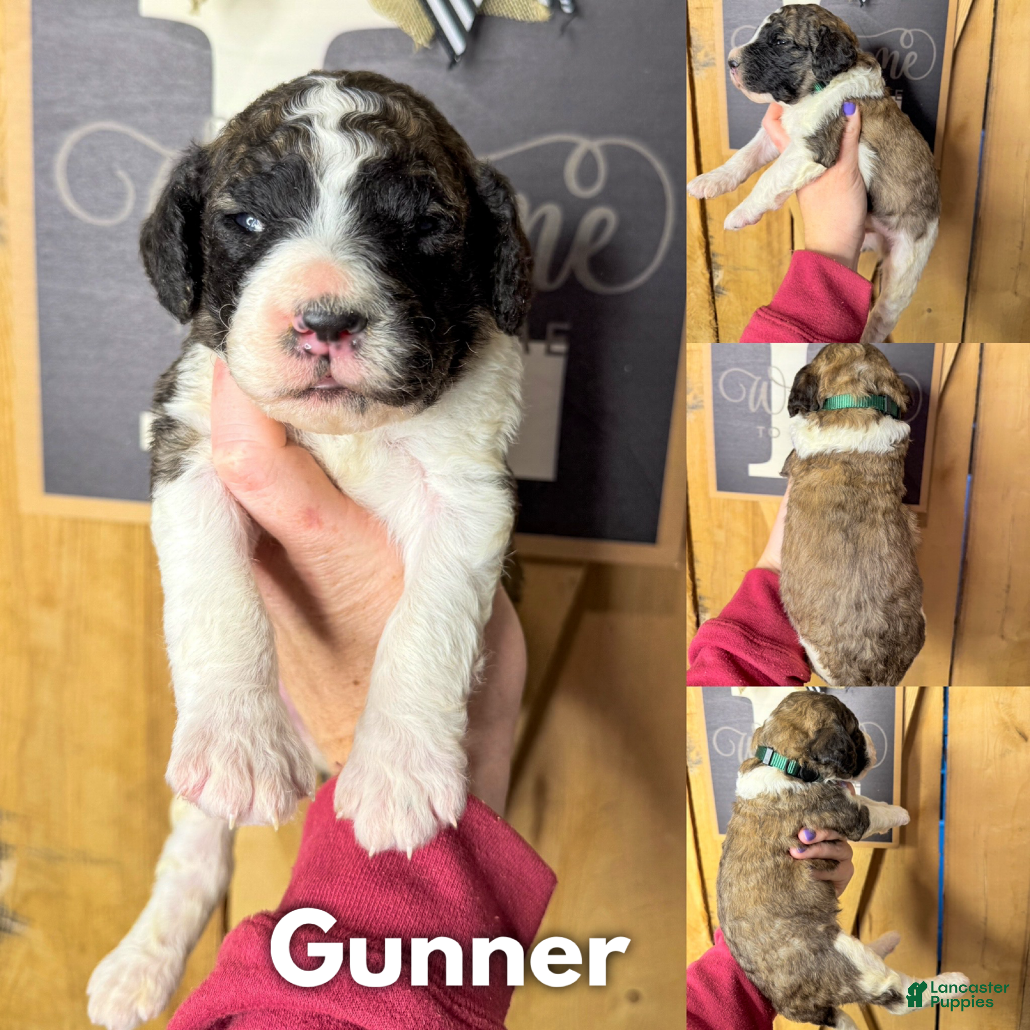 Saint Berdoodles dogs Gunner - Ad 1