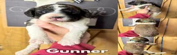 Saint Berdoodles dogs for sale: Gunner - Ad 1