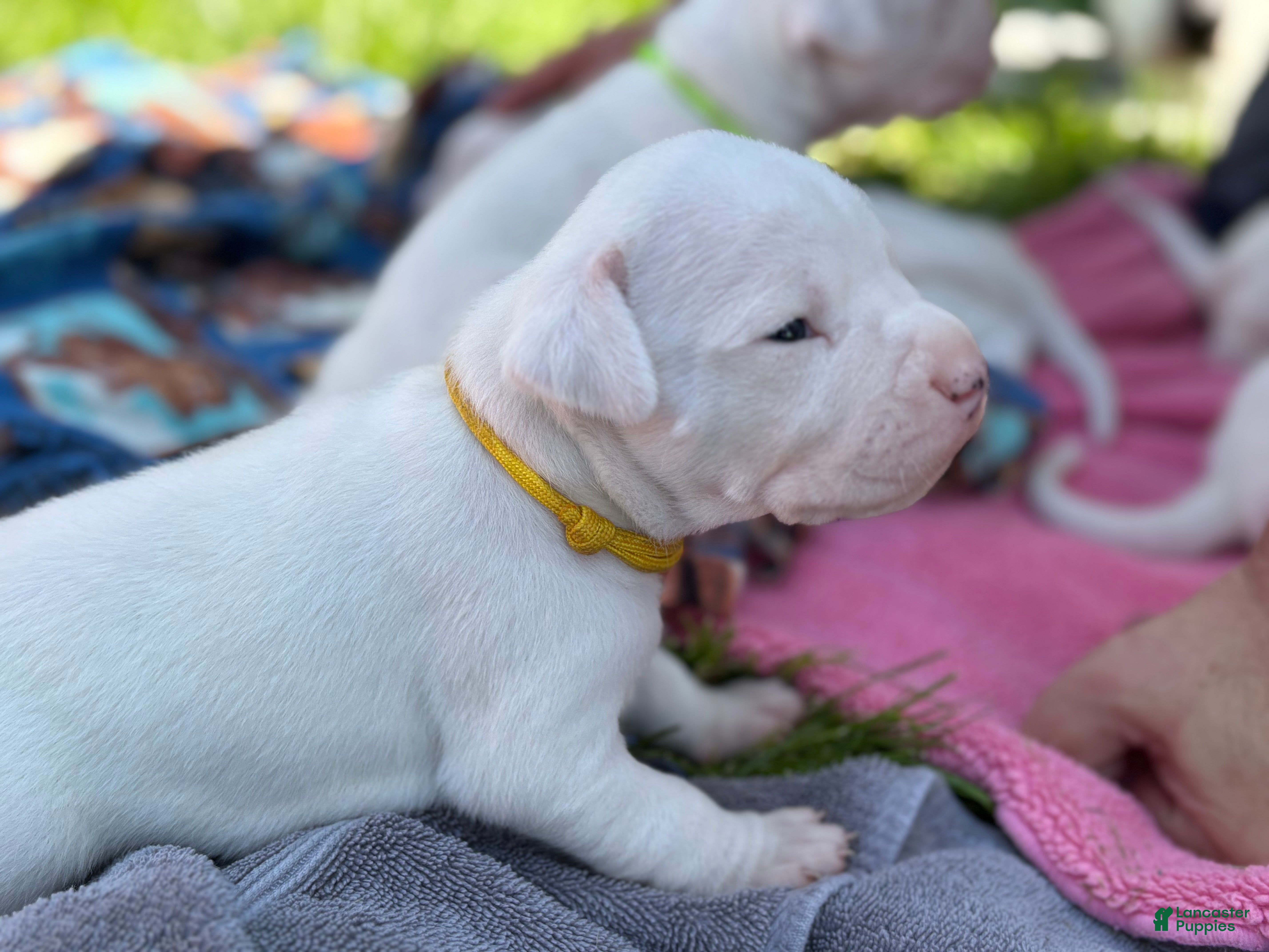 Dog Puppy Price Dogo Argentino For Sale Argentina Dogo Dogs For