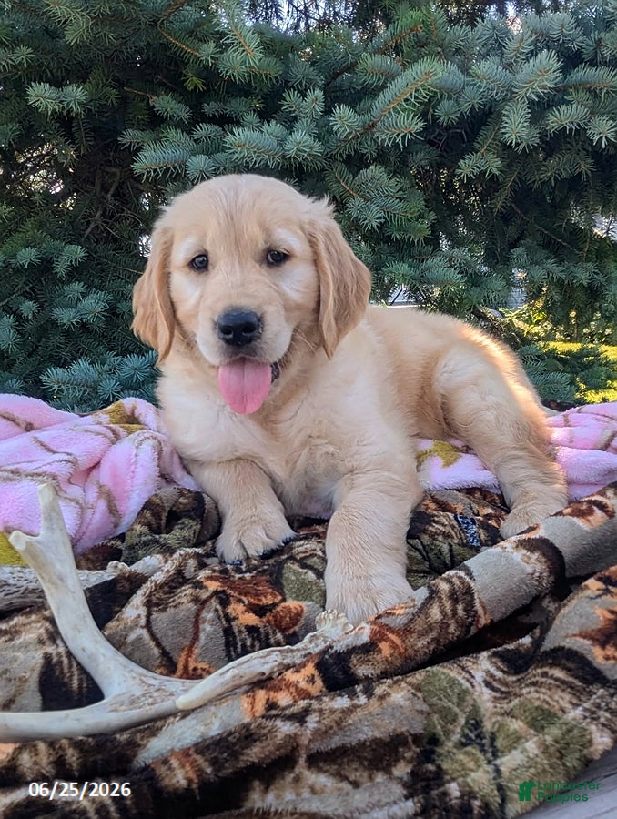 Golden Retriever dogs Winchester - Ad 2