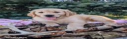 Golden Retriever dogs for sale: Winchester - Ad 2