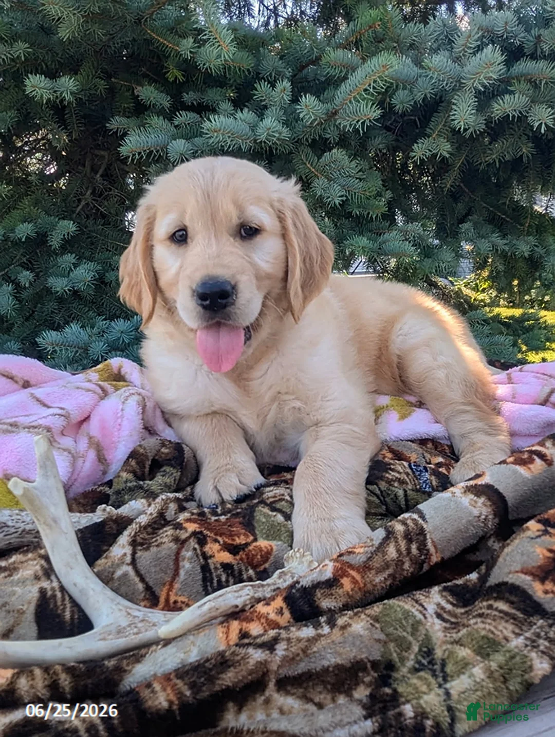 Golden Retriever dogs for sale: Winchester - Ad 2