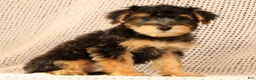Yorkiepoo dogs for sale: Zip - Ad 8