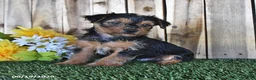 Yorkshire Terrier dogs for sale: Bear - Ad 4
