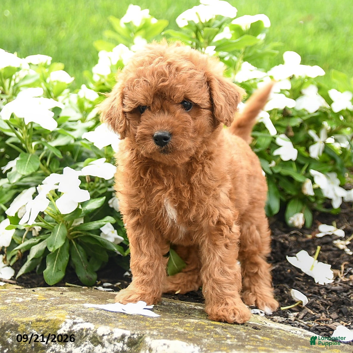 Miniature Labradoodle dogs Patsy - Ad 2