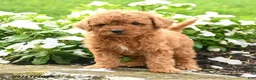 Miniature Labradoodle dogs for sale: Patsy - Ad 2
