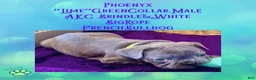 French Bulldog dogs for sale: Phoenyx “Lime Green Collar” Male  - Ad 11