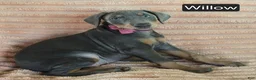 Doberman Pinscher dogs for sale: Willow - Ad 3