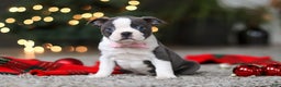 Boston Terrier dogs for sale: Missy - Ad 5
