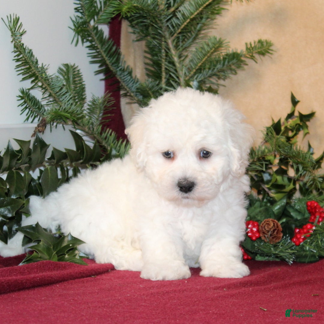 Bichon Frise dogs for sale: Dunkin - Ad 1