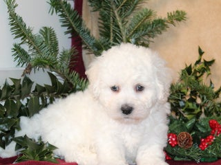 Bichon Frise dogs Dunkin - Ad 27