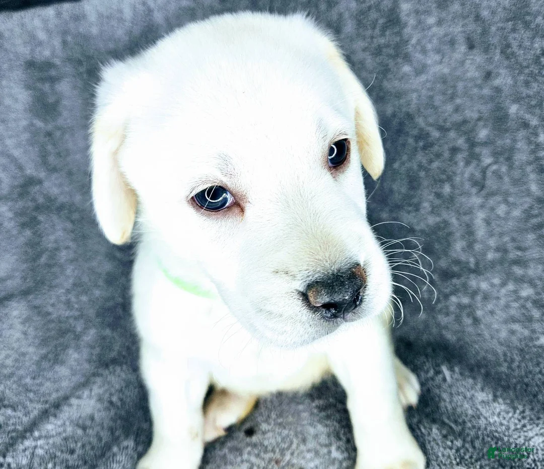 Labrador Retriever dogs for sale: Lilly - Ad 2