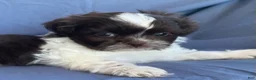 Shih Tzu dogs for sale: Muffin - Ad 10