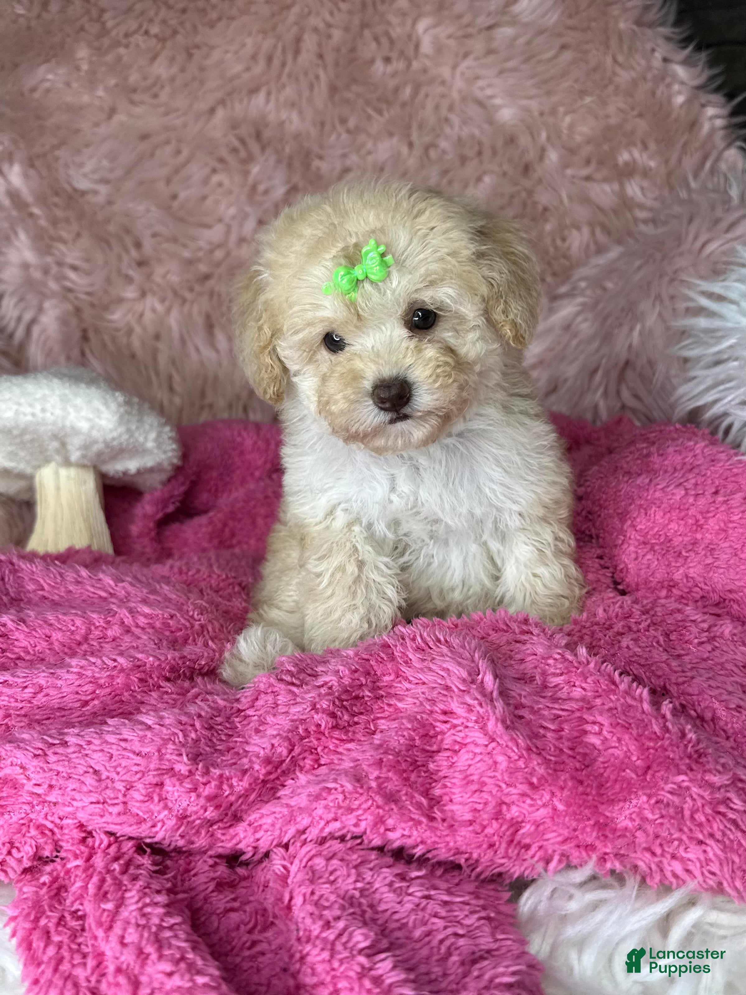 Toy Poodle dogs for sale: Rosemary - Ad 3