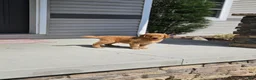 Golden Retriever dogs for sale: Duke - Ad 3