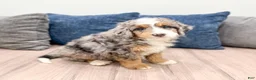 Mini Bernedoodle dogs for sale: Finley - Ad 2