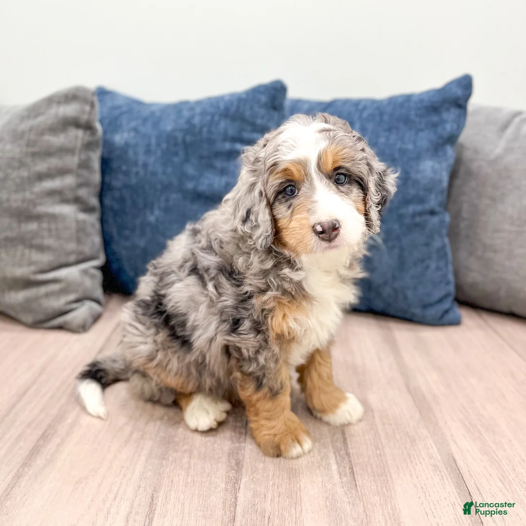 Mini Bernedoodle dogs for sale: Finley - Ad 2