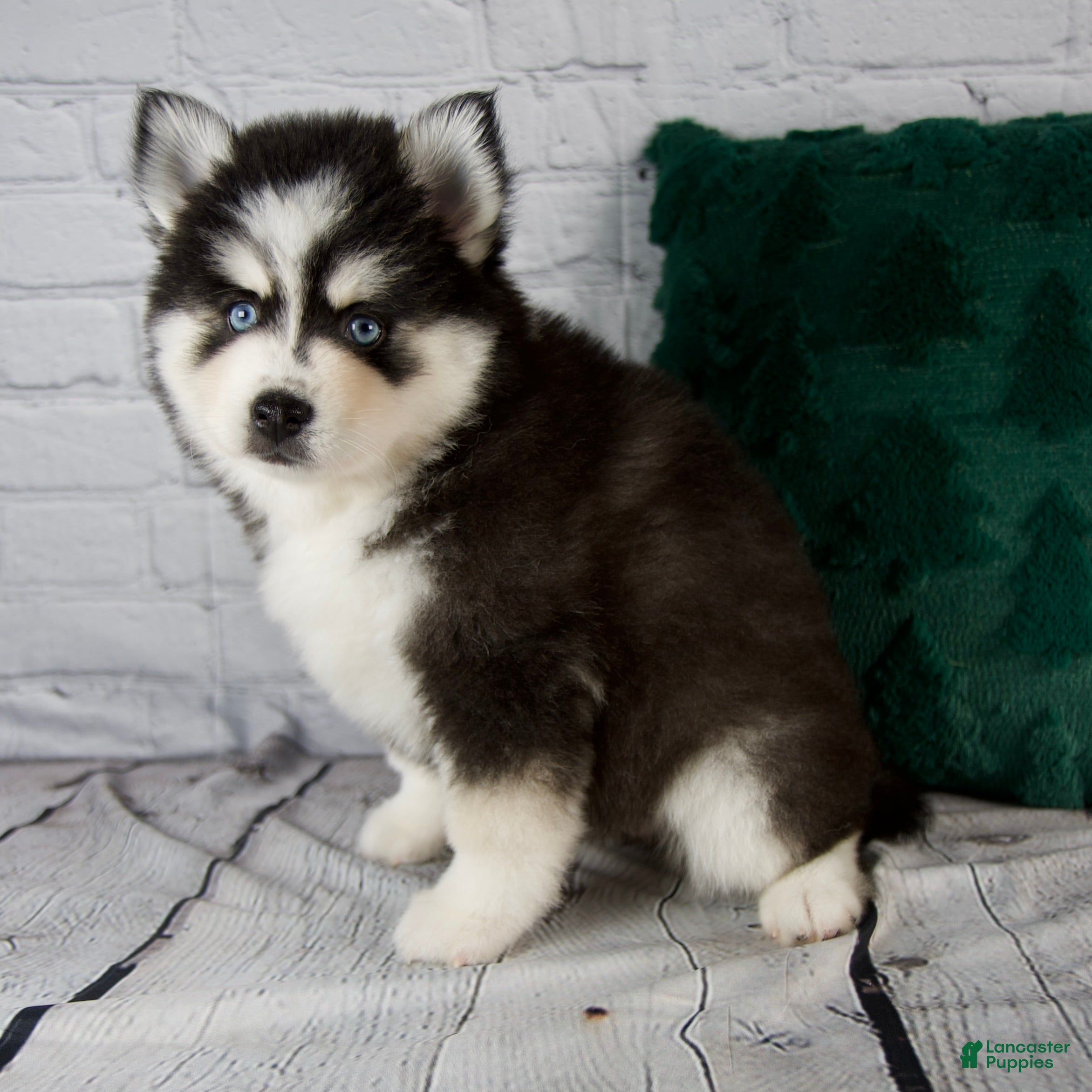 Pomsky dogs Grace - Ad 3