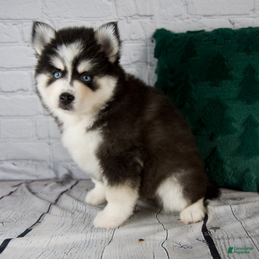Pomsky dogs for sale: Grace - Ad 2