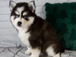 Pomsky dogs Grace - Ad 6