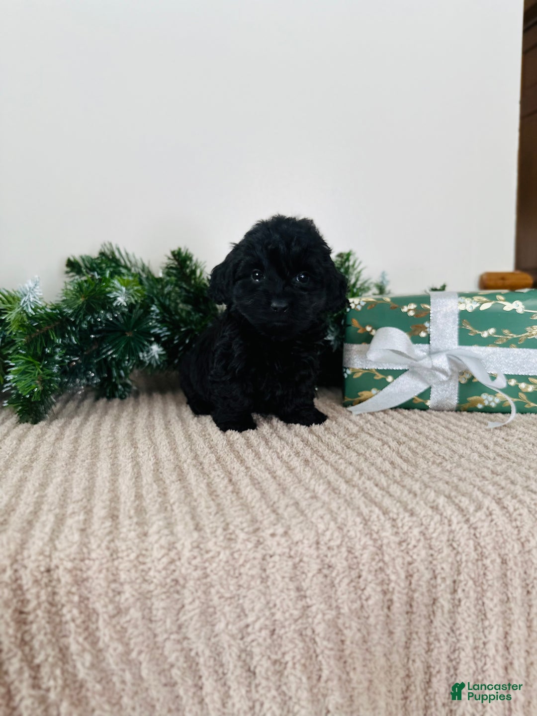 Mixed Breed dogs for sale: Star - Ad 5