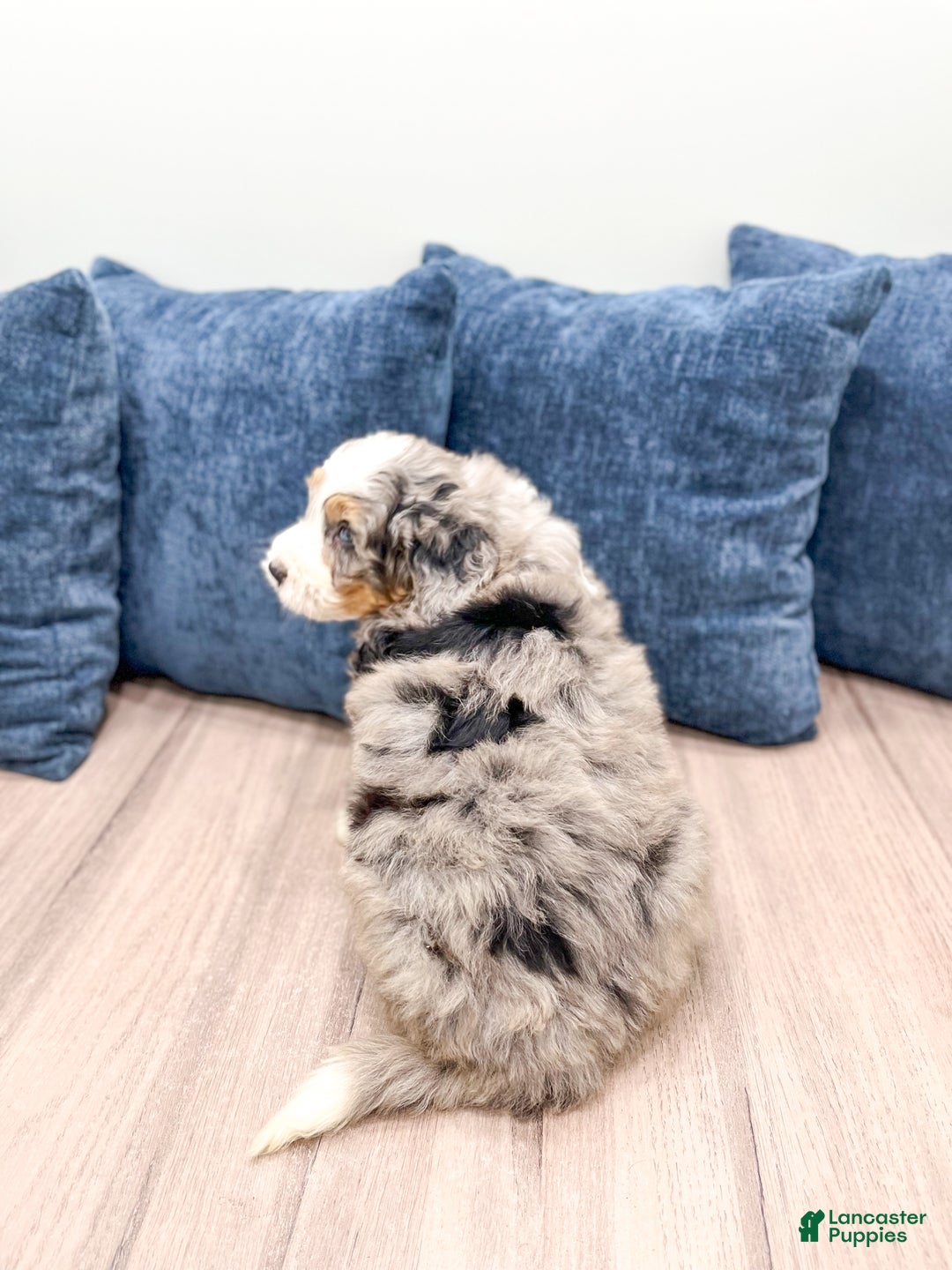 Mini Bernedoodle dogs for sale: Brody - Ad 5