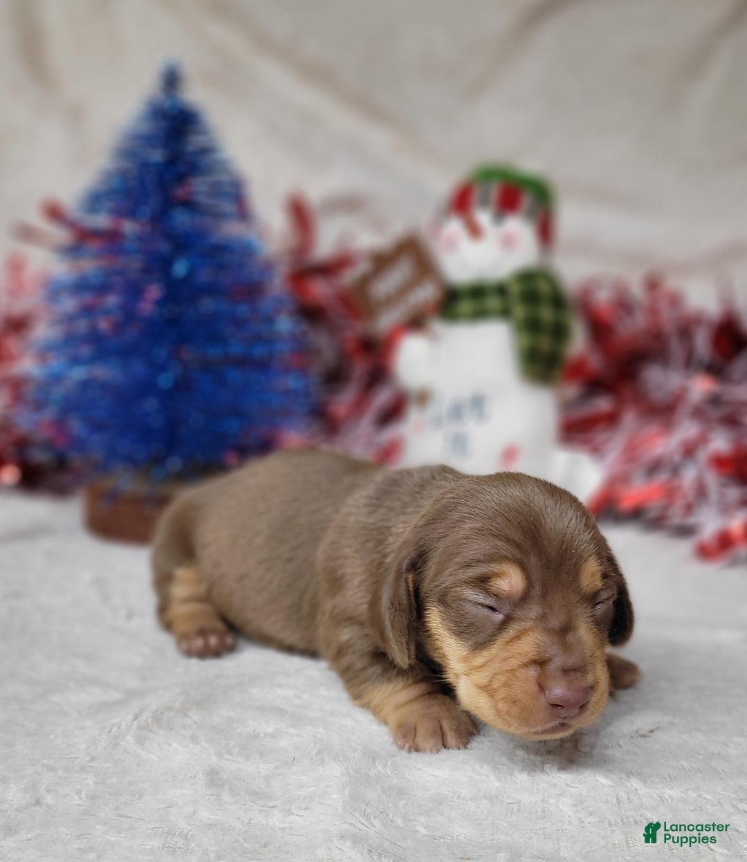 Miniature Dachshund dogs for sale: AKC Vixen - Ad 6