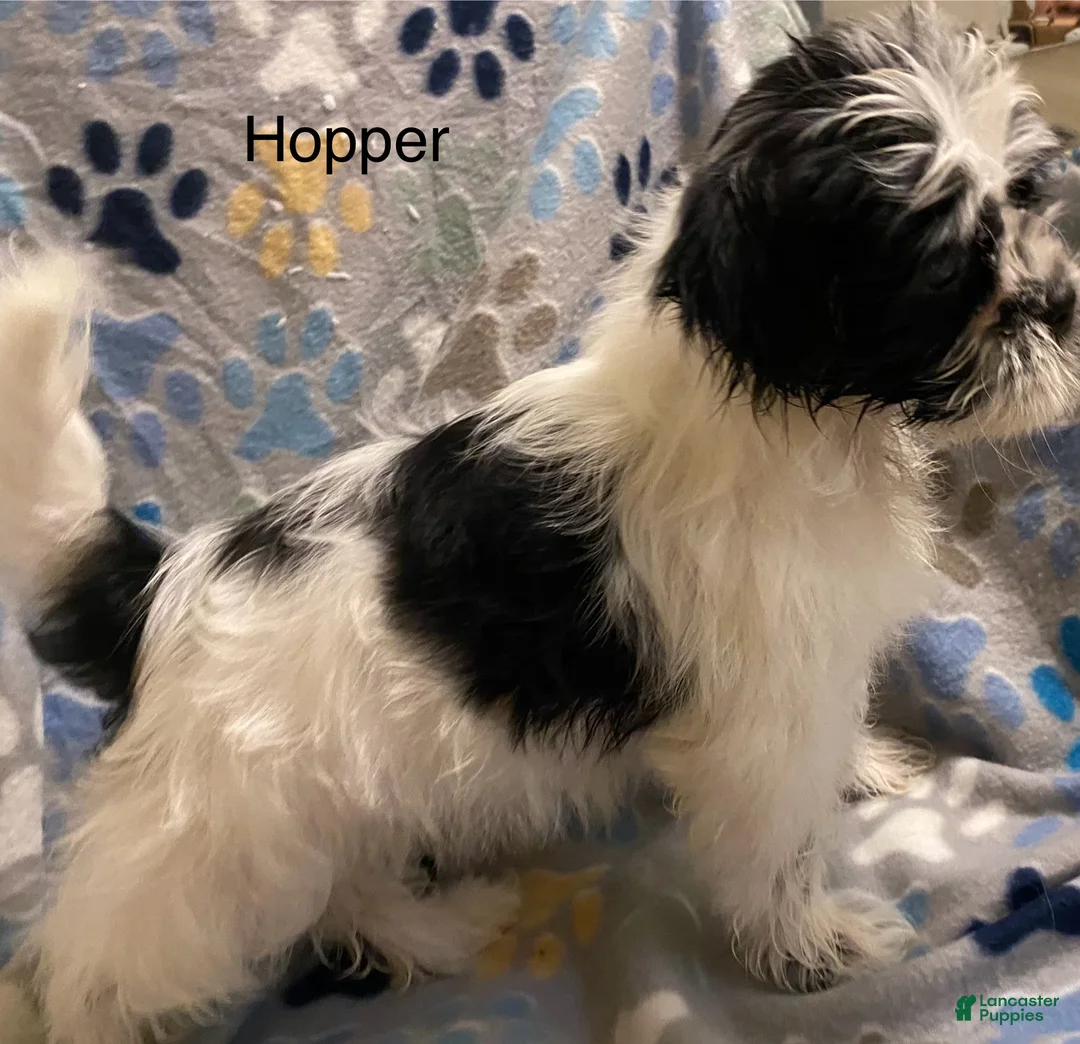 Shihpoo dogs for sale:  Hopper - Ad 1