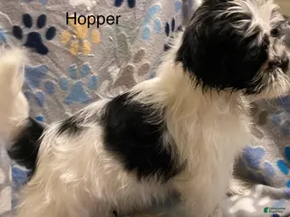 Shihpoo dogs Hopper - Ad 37