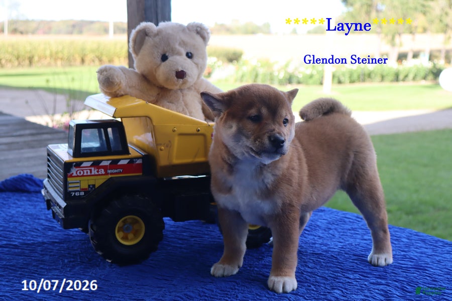 Shiba Inu dogs Layne - Ad 2