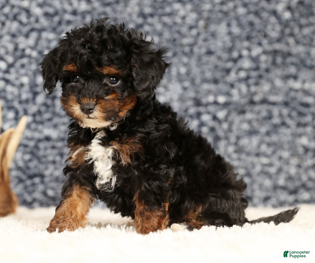 Havapoo dogs for sale: Ender - Ad 6