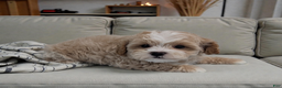 Shihpoo dogs for sale: Bingo - Ad 2