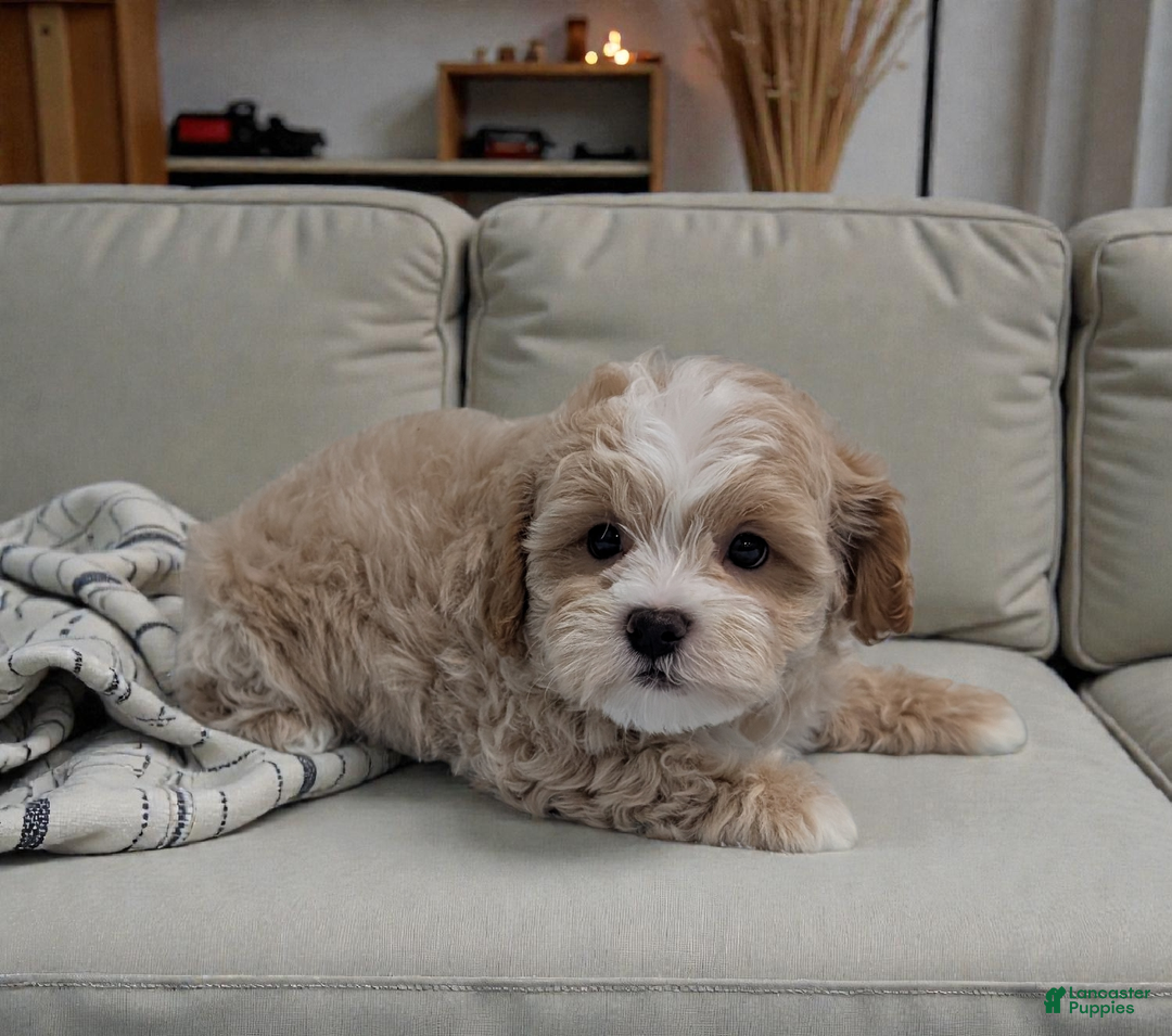 Shihpoo dogs for sale: Bingo - Ad 2