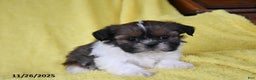 Shih Tzu dogs for sale: Benji - Ad 2