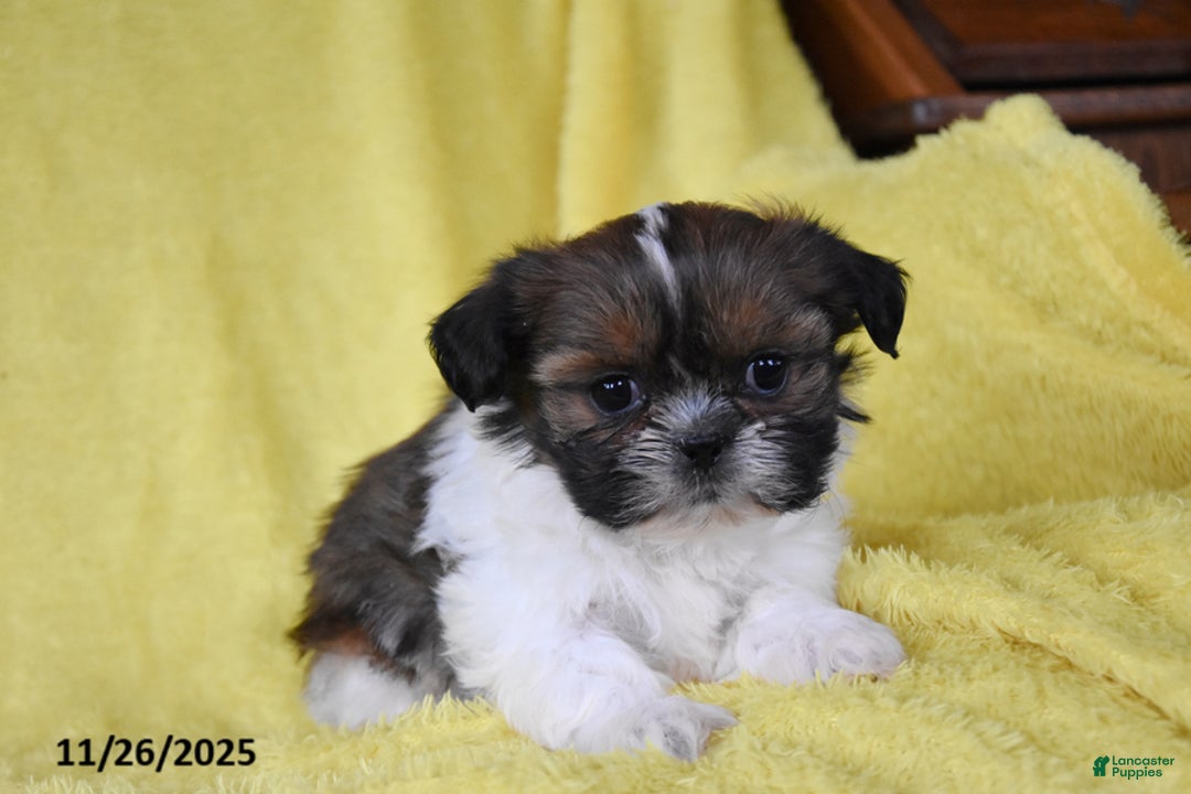 Shih Tzu dogs for sale: Benji - Ad 2
