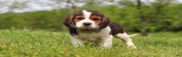 Beagle dogs for sale: Barron - Ad 5