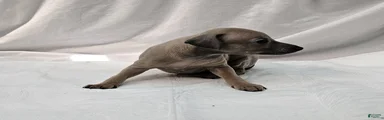 Fawn Male - Aslan