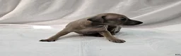 Italian Greyhound dogs for sale: Fawn Male - Aslan - Ad 1