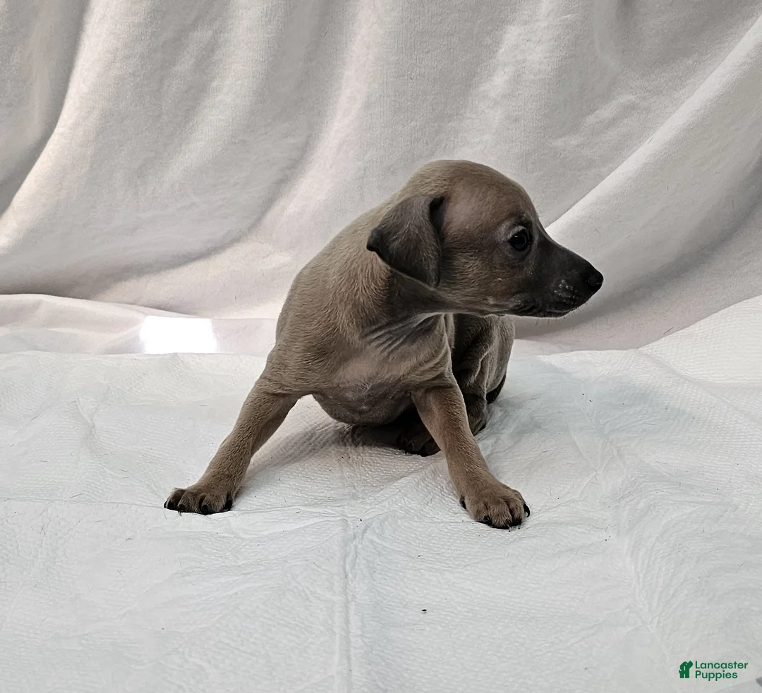 Italian Greyhound dogs for sale: Fawn Male - Aslan - Ad 1
