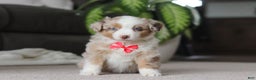 Miniature Australian Shepherd dogs for sale: Austin - Ad 5