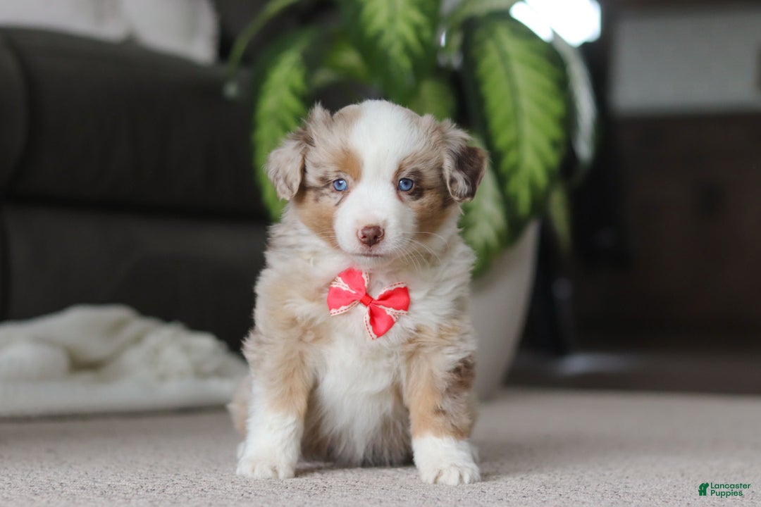 Miniature Australian Shepherd dogs for sale: Austin - Ad 5